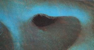 Pink Floyd