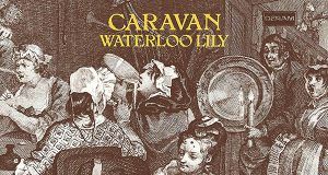 caravan waterloo lily