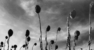 Anastasis Dead Can Dance