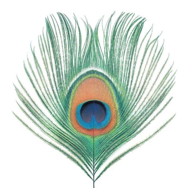 XTC Apple Venus Vol 1 XTC Apple Venus Vol 1